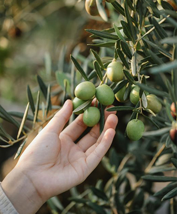 Olio Extra vergine di oliva di puglia - Trani (Bt)