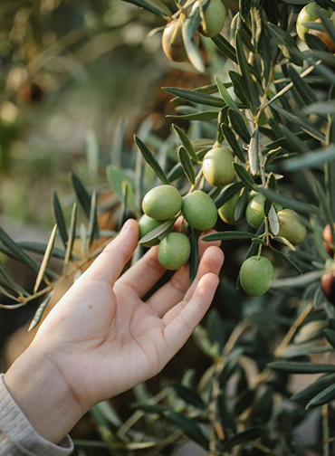 Olio extraverogine di oliva pugliese - Trani (Bt)